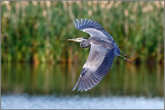 Grey Heron (Ardea cinerea), Upton Warren NR, August 2016