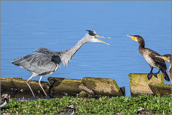 Grey Heron (Ardea cinerea), Upton Warren NR, September 2015