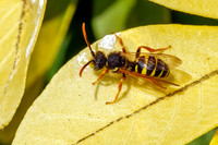 Nomad Bees