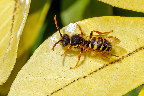 Gooden’s Nomad Bee - Nomada goodeniana, Garden, April 2021