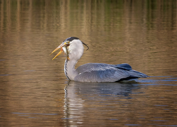 Grey Heron - Ardea cinerea, Upton Warren Moors, April 2019