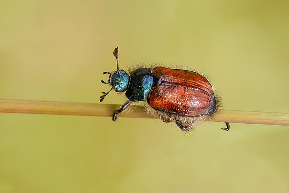 Garden Chafer - Phyllopertha horticola, Wales, June 2022