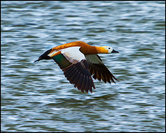 Ruddy Shelduck, Upton Warren Flashes, 30 April 2010