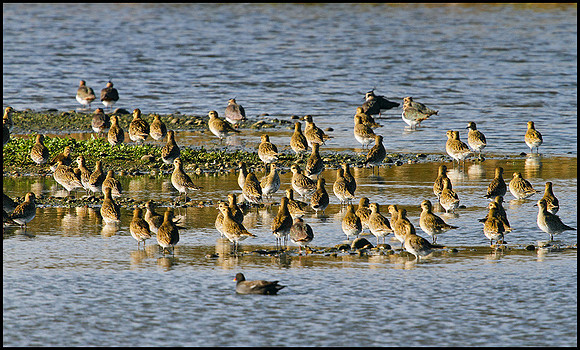 Golden Plover, Marsh Lane, 07 November 2009