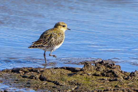 European Golden Plover - Pluvialis apricaria, Norfolk October 2021