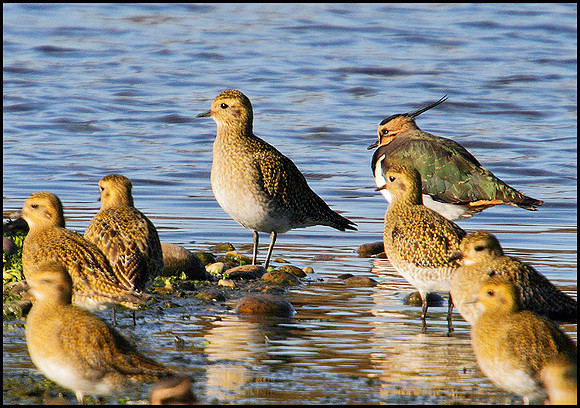 Golden Plover, Marsh Lane, 07 November 2009