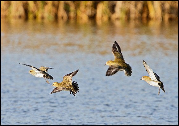 Golden Plover, Marsh Lane, 07 November 2009