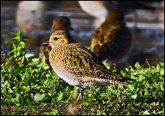Golden Plover, Marsh Lane, 07 November 2009