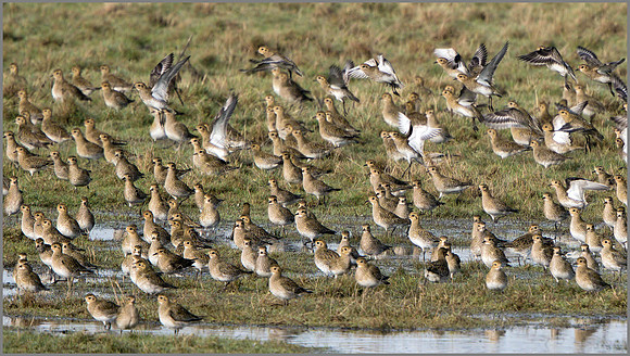 Golden Plover (Pluvialis apricaria), Slimbridge WWT, November 2014