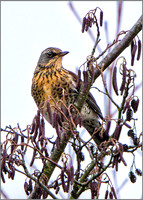 Fieldfare (turdus pilaris), Upton Warren NR, November 2015