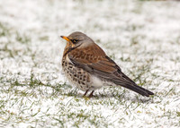 Fieldfare - Turdus pilaris, Garden, March 2018