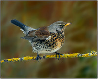 Fieldfare (Turdus pilaris), Garden, 22 January 2013