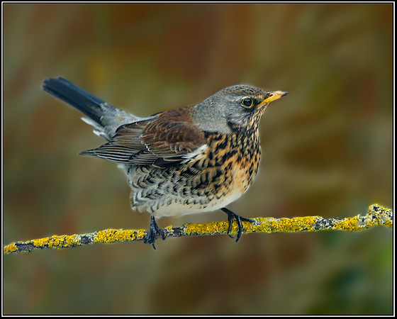 Fieldfare (Turdus pilaris), Garden, 22 January 2013
