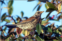 Fieldfare (Turdus pilaris), Garden, January 2015