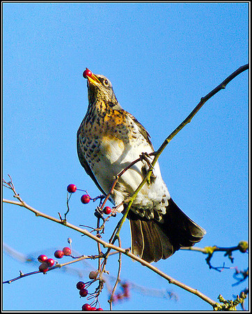 Fieldfare, Bromsgrove, 15 December 2011