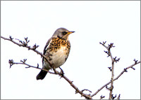 Fieldfare (turdus pilaris), Upton Warren NR, November 2015