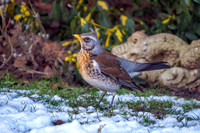 Fieldfare - Turdus pilaris, Garden, January 2021