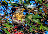 Fieldfare - Turdus pilaris, Garden, January 2021