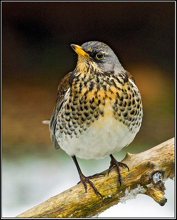 Fieldfare, Garden, 11 February 2012