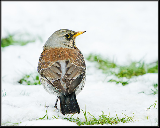 Fieldfare (Turdus pilaris), Garden 20 January 2013