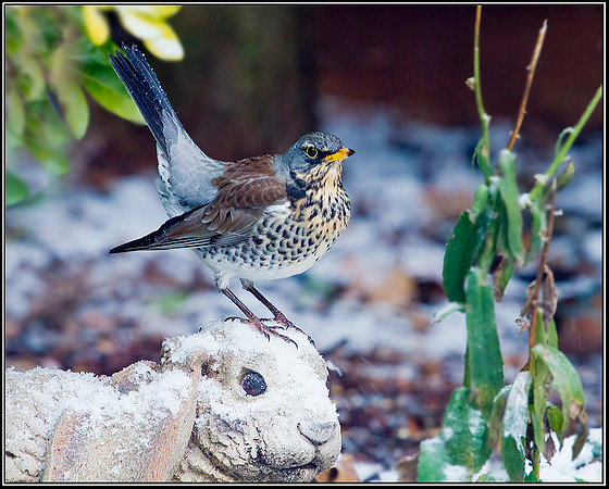 Fieldfare, Garden, 09 February 2012