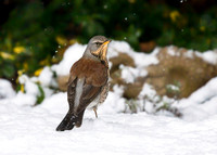 Fiedfare - Turdus pilaris, Garden, December 2017