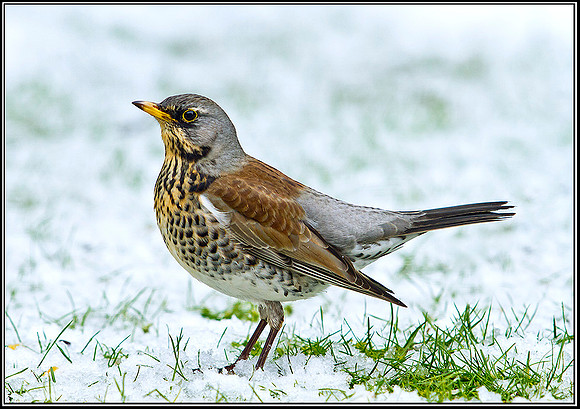 Fieldfare, Garden, 11 February 2012