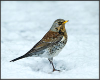 Fieldfare (Turdus pilaris), Garden 21 January 2013
