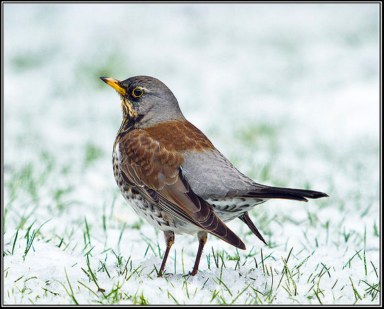 Fieldfare, Garden, 10 February 2012