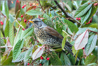 Fieldfare (Turdus pilaris), Garden, January 2015