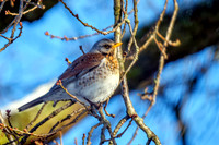 Fieldfare - Turdus pilaris, Garden, January 2021