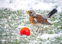 Fieldfare - Turdus pilaris, Garden, January 2021