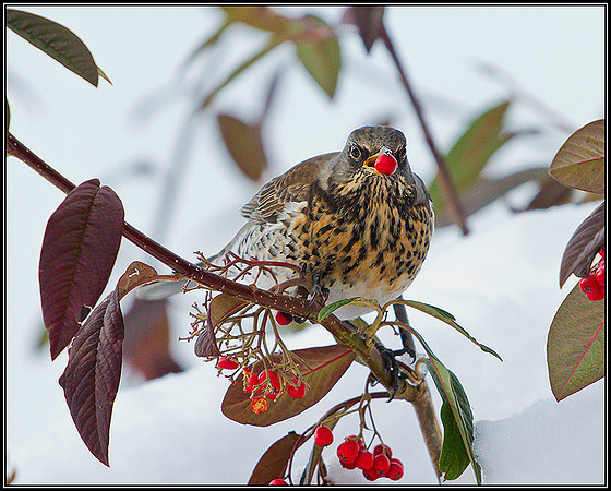 Fieldfare, Garden, December 2010
