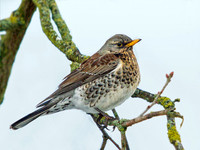 Fieldfare (Turdus pilaris), Garden, 22 January 2013