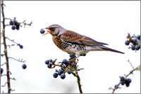 Fieldfare (Turdus pilaris), Upton Warren NR, December 2015