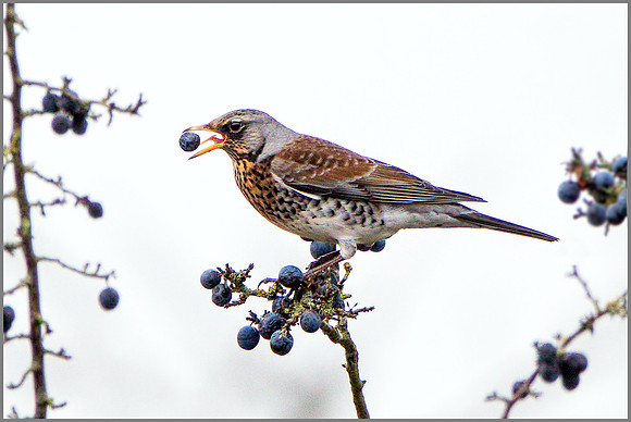 Fieldfare (Turdus pilaris), Upton Warren NR, December 2015
