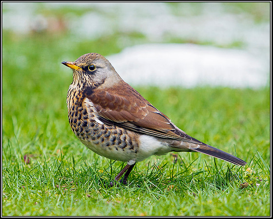 Fieldfare, Garden, 09 February 2012