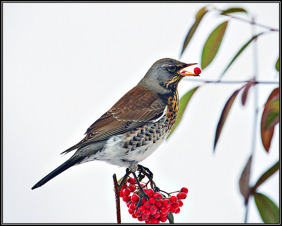 Fieldfare, Garden, 27 December 2010