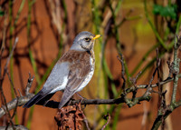 Fieldfare - Turdus pilaris, Garden, January 2021