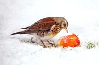 Fieldfare - Turdus pilaris, Garden, December 2017