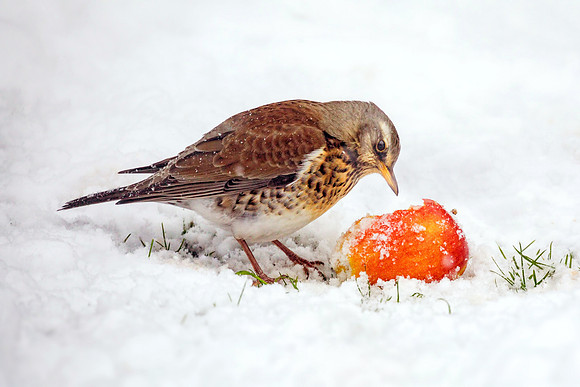 Fieldfare - Turdus pilaris, Garden, December 2017