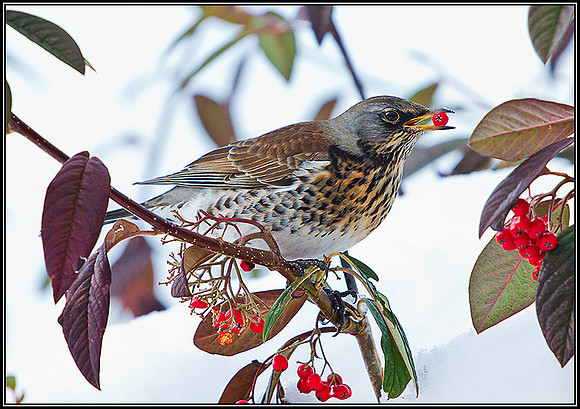 Fieldfare, Garden, December 2010