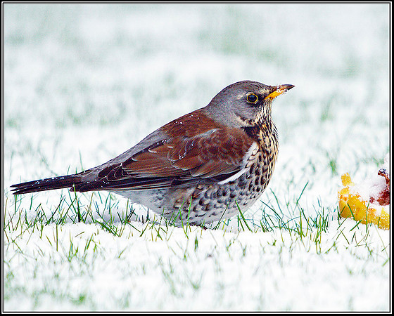 Fieldfare, Garden, 04 February 2012
