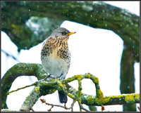 Fieldfare (Turdus pilaris), Garden 20 January 2013