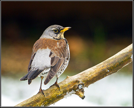 Fieldfare, Garden, 11 February 2012