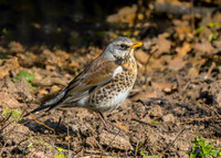 Fieldfare - Turdus pilaris, Garden, March 2018