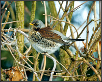 Fieldfare