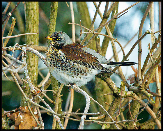 Fieldfare, Garden, December 2010