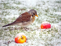 Fieldfare - Turdus pilaris, Garden, January 2021
