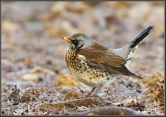 Fieldfare (Turdus pilaris), Warwickshire, 12 December 2012